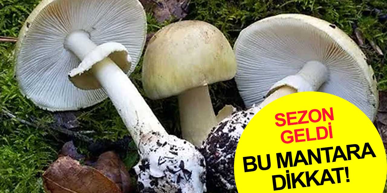 Amanita Phalloides ya da köygöçüren mantarına dikkat! Başınıza iş almayın