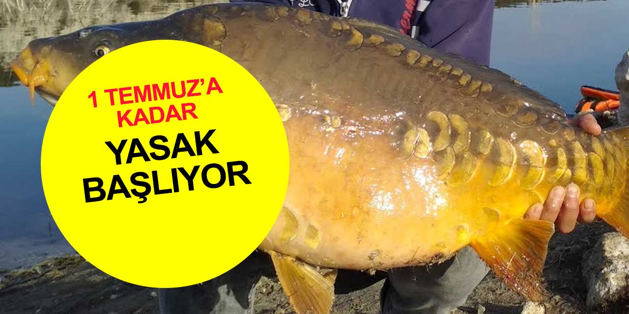 Sazan, kadife, siraz, yayın, tatlı su kefali av yasağı başlıyor! 1 Temmuz'a kadar sürecek