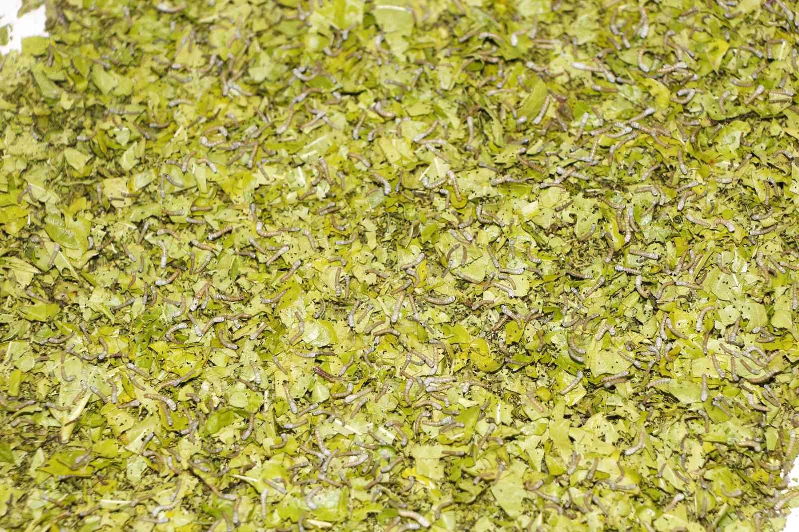 Nesli tükenmekte olan "Hatay sarısı" emin ellerde