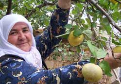 Ayva üretiminde hayal kırıklığı