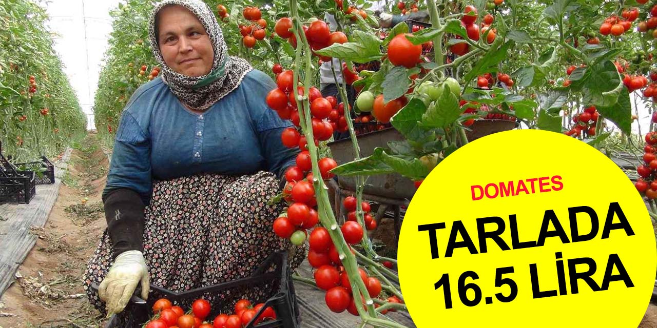 Domates tarlada 16 buçuk lirayı aştı! Üretici güldü