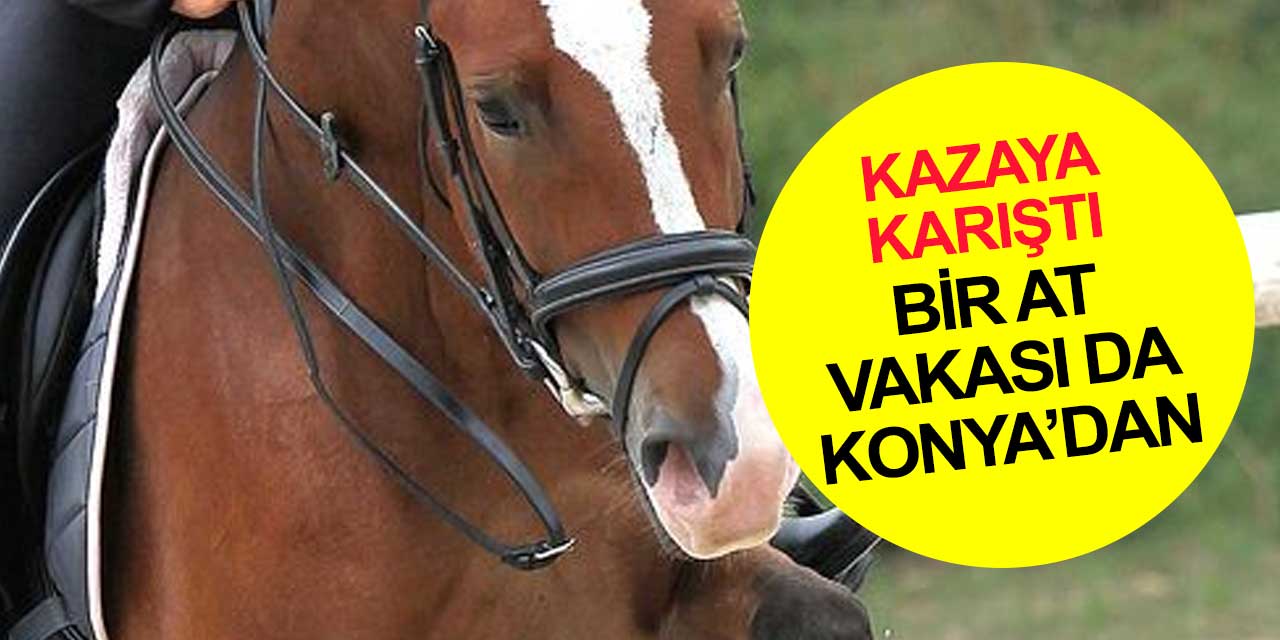 TikTok videosu çeken şahıstan sonra Konya'da da bir at vakası ortaya çıktı