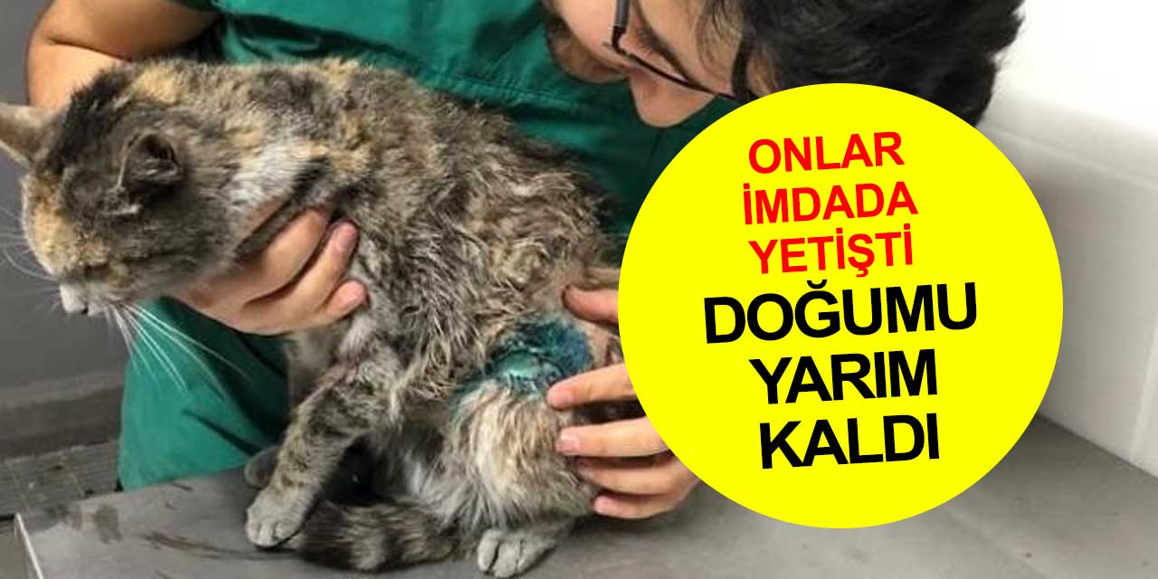 Konya'da doğumu yarım kalan ve bir yavrusu ölen kediye ellerini uzattılar