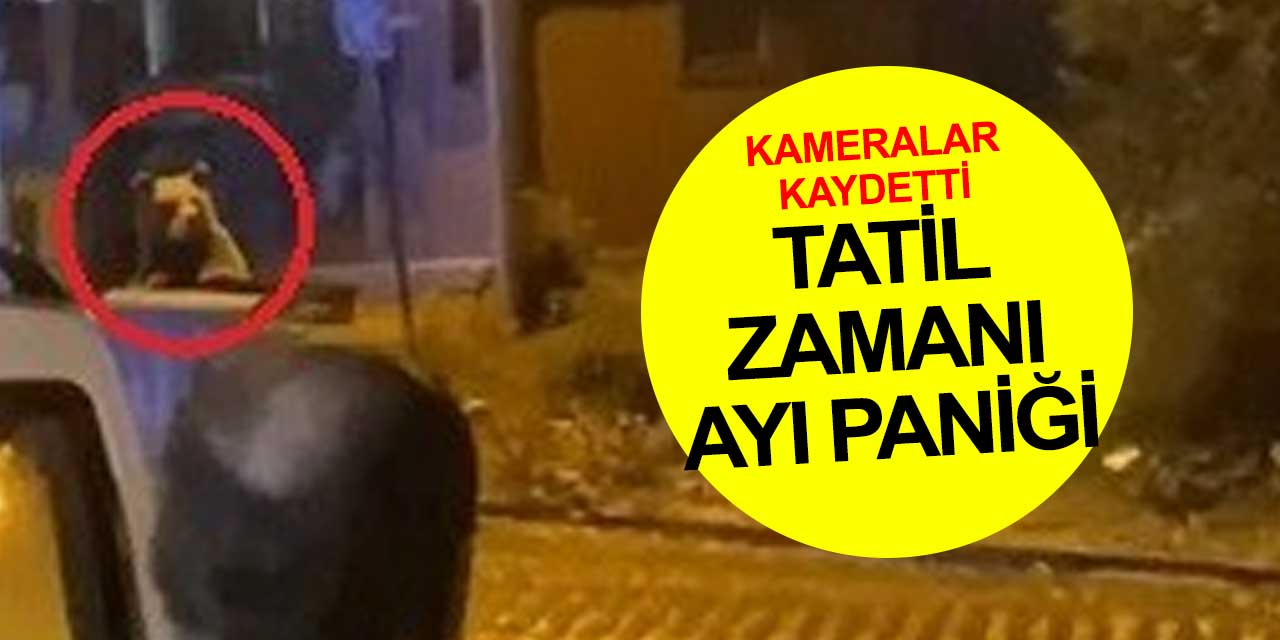 Uludağ'da ayı paniği sürüyor! Günübirlik tatilciler göz göze geldi