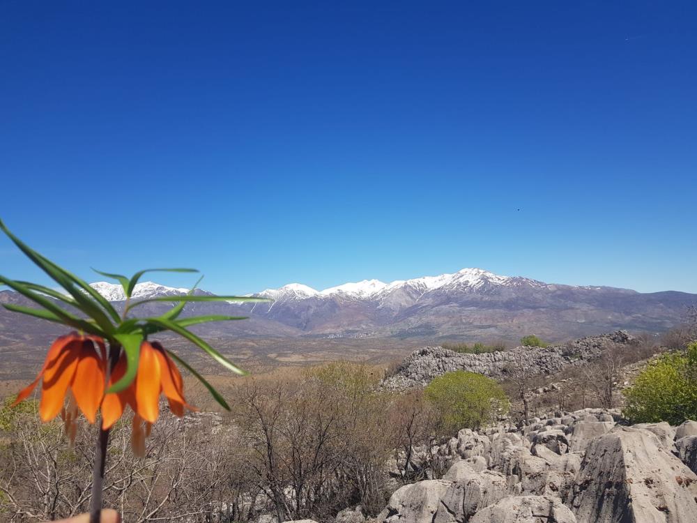 Koruyan yok yalnızca kanunu var! Elazığ'da vatandaşın kafası karışık... Koparırlarsa cezası büyük
