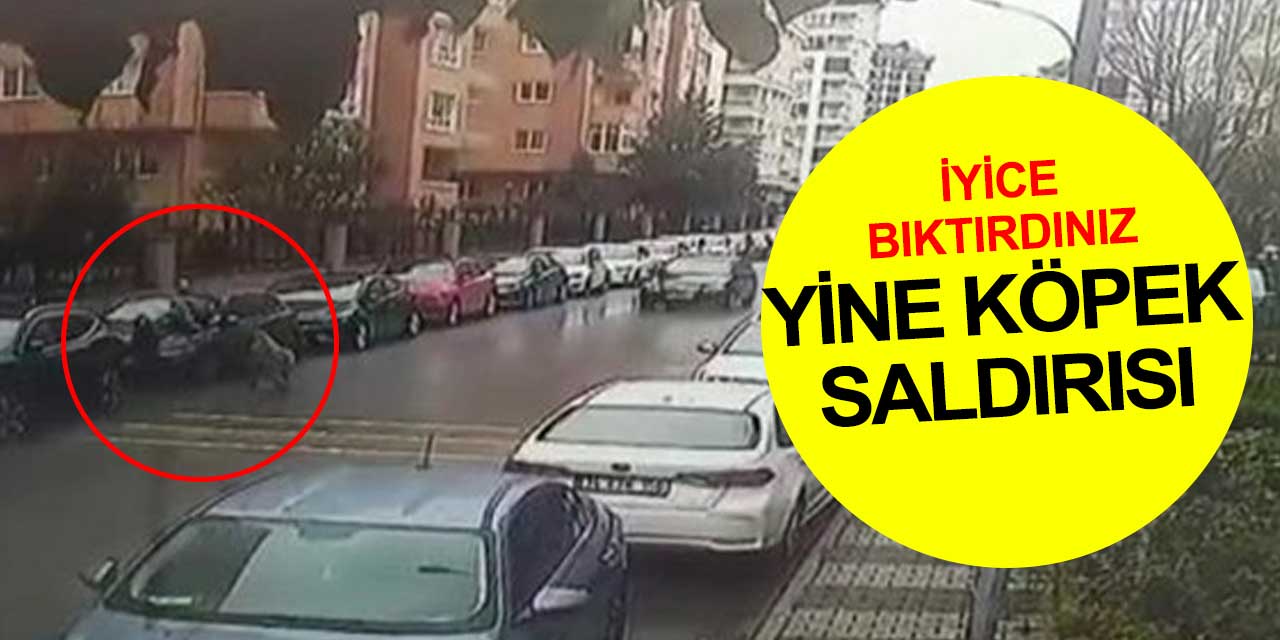 İyice bıktırdınız... Pitbullun saldırdığı vatandaş zar zor hayatını kurtardı