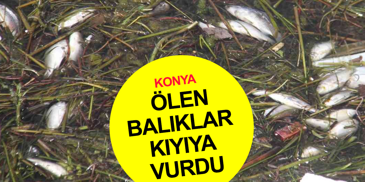 Konya'da ürküten manzara! Binlerce ölü balık kıyıya vurdu