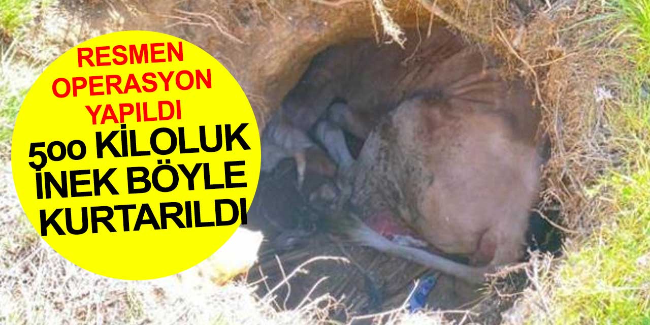 Konya'da 500 kiloluk inek düştüğü çukurdan açılan tünelle bulunduğu yerden çıkarılarak kurtarıldı