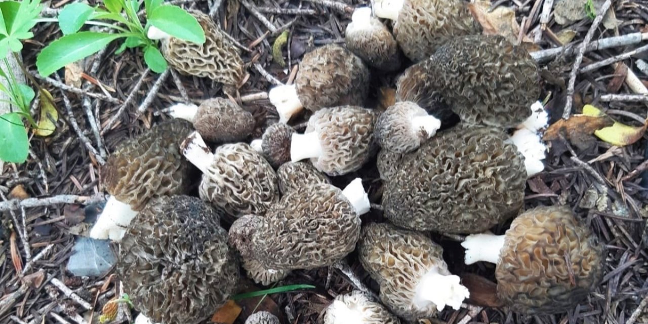 Mevsimi geldi! Konya’da yetişen kuzugöbeği mantarının kilosu 350 lira