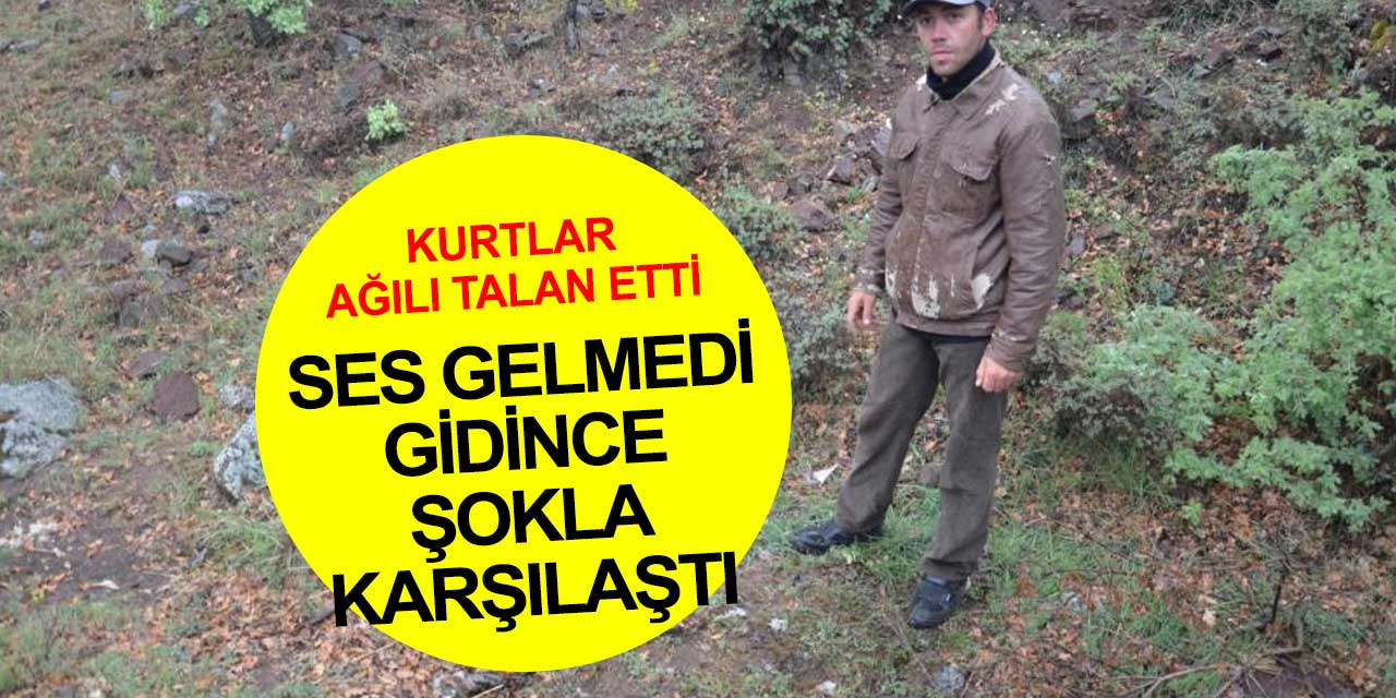 Kurtlar köye inip ağılı bastı... 24 küçükbaş hayvan telef oldu