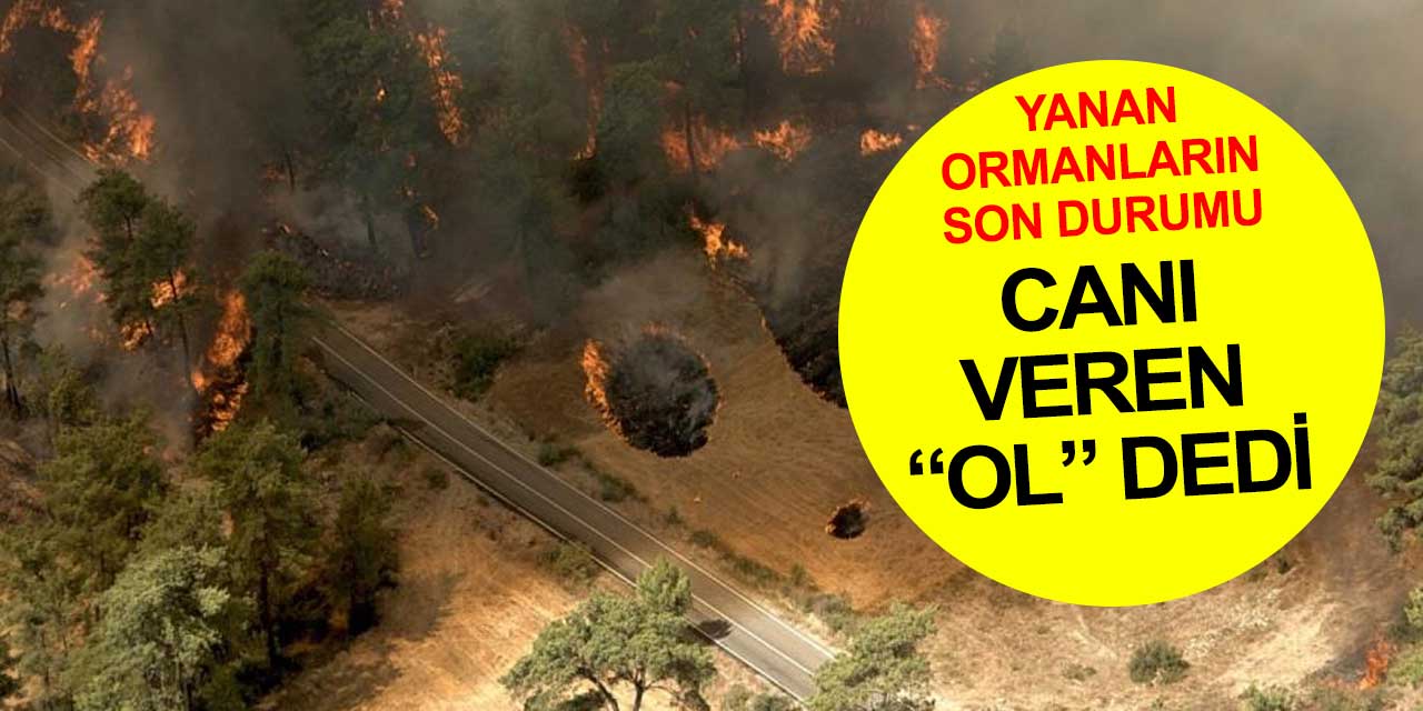 Antalya'da yanan ormanların son durumu yüzleri güldürdü