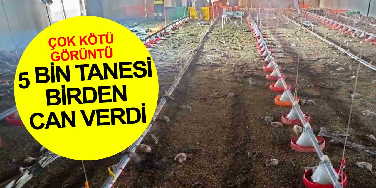 Çıkan yangında 5 bin civciv dumandan zehirlenerek can verdi
