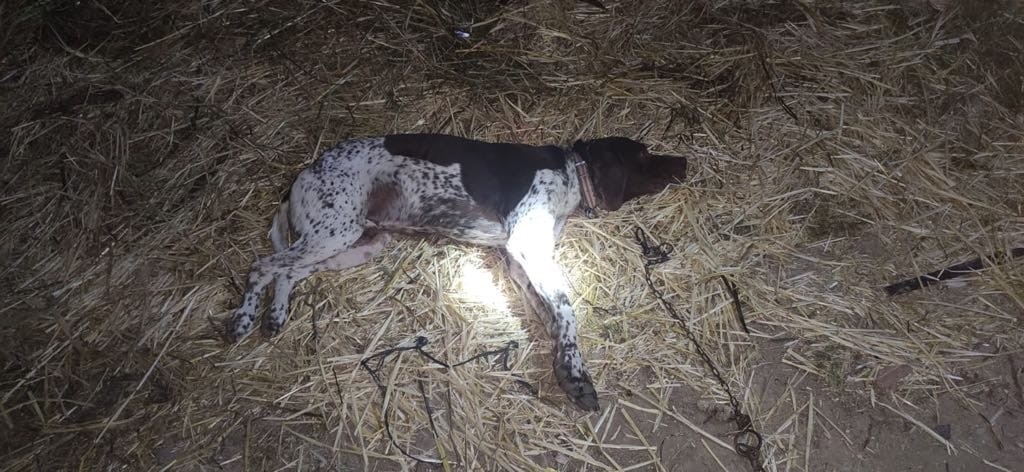 Herkes kendi adaletini sağlama derdinde... Tavukları için komşusunun köpeğini vurdu