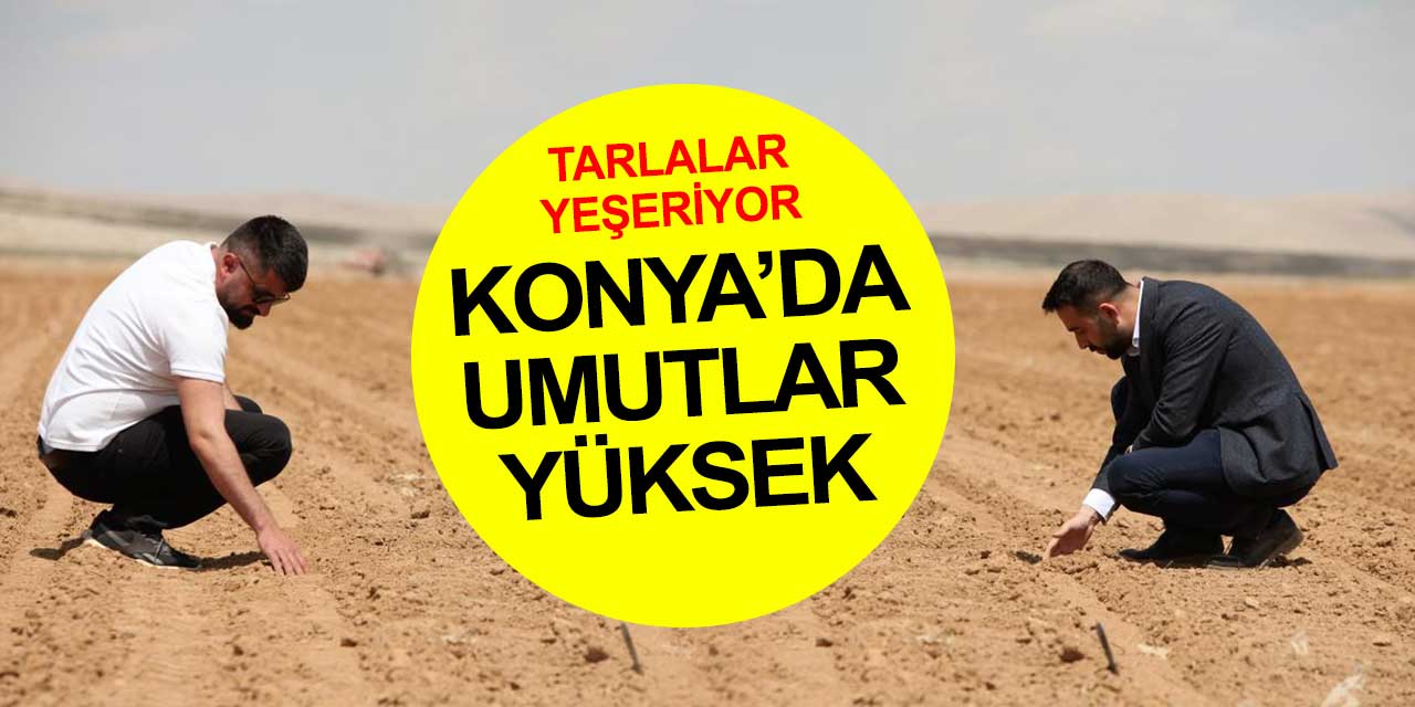 Konya'da umutlar yüksek! Tarlalar yeşeriyor