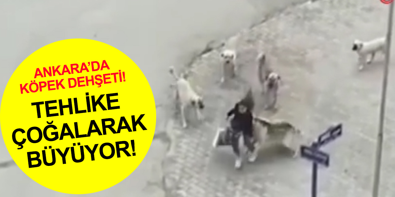 Ankara’da başıboş köpek dehşeti! Genç kız 8 köpeğin saldırısından böyle kurtuldu
