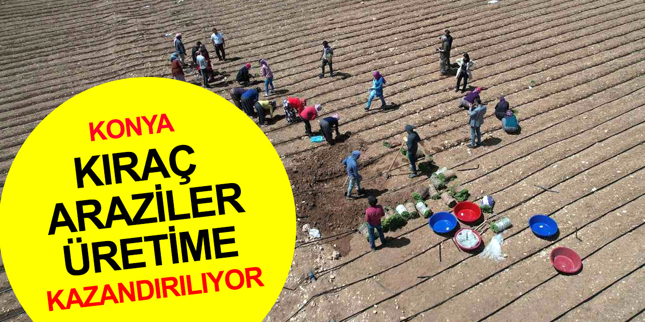 Konya Büyükşehir'den yüzde 85 hibe ile 540 bin adet adaçayı ve kekik fidesi desteği!