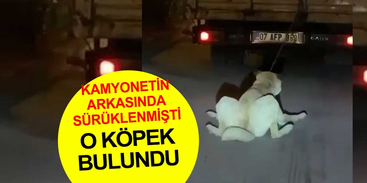 Antalya'da kamyonetin arkasında sürüklenirken görüntülenen köpek bulundu ve tedavi altına alındı