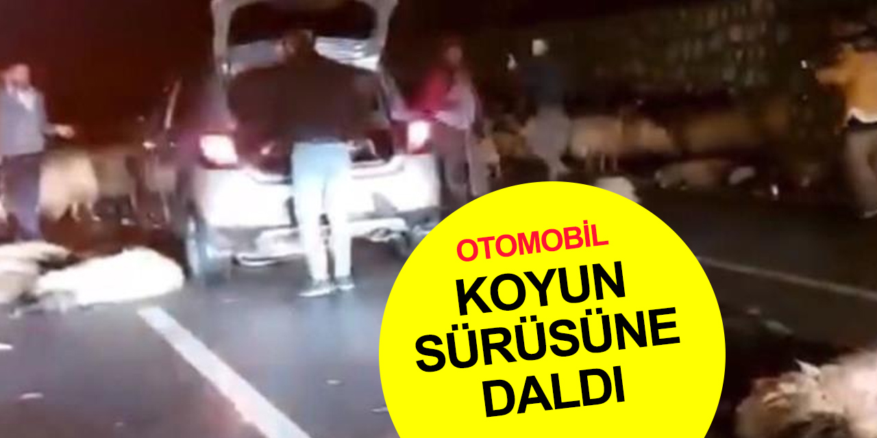 Otomobil sürüye daldı! 50 koyun telef oldu