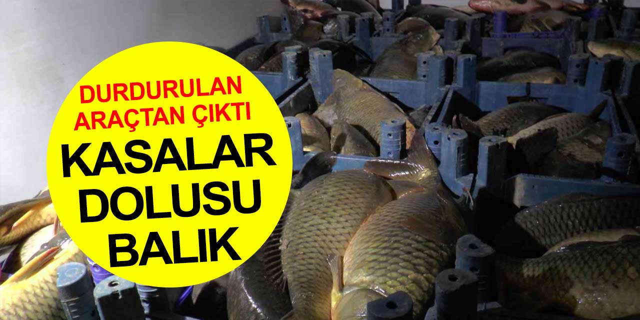 Konya plakalı araç durduruldu içinden kasalar dolusu sazan balığı çıktı