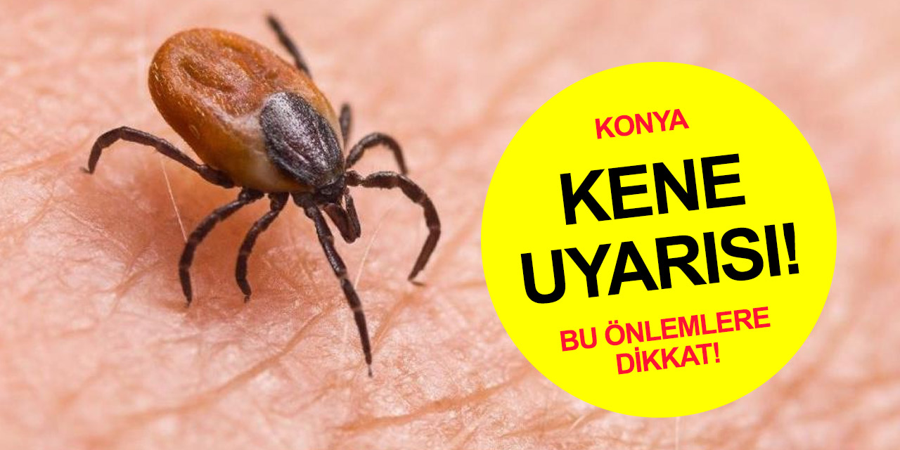 Konya'nın bir ilçesinde kene alarmı!