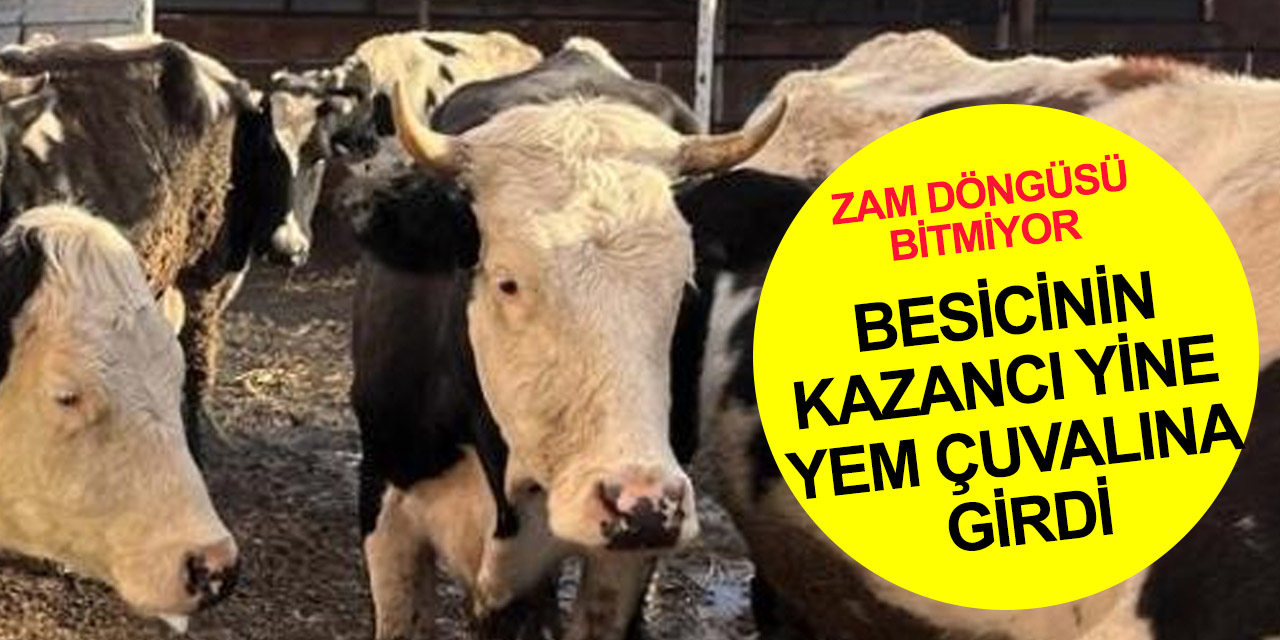 Süte zam gelmeden yem fiyatı fırladı! Hevesi kursağında kalan besiciler çözüm istiyor