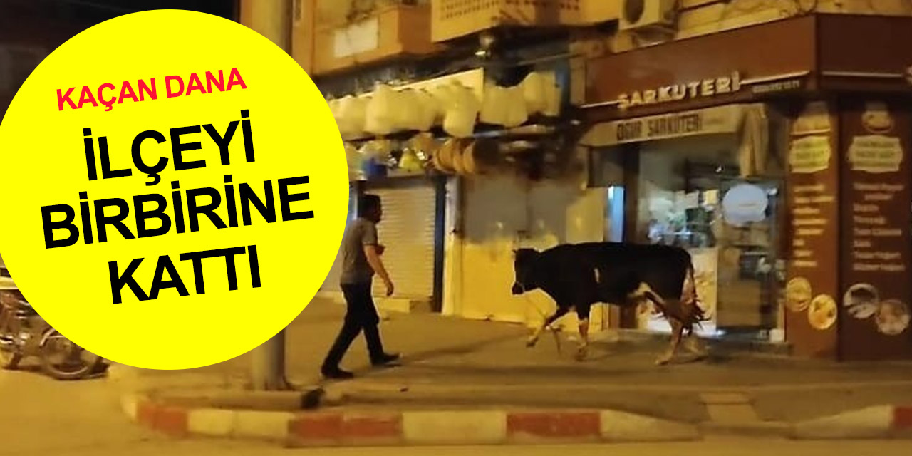 Ortalığı birbirine katan dana 5 saat sonra pasajda yakalandı
