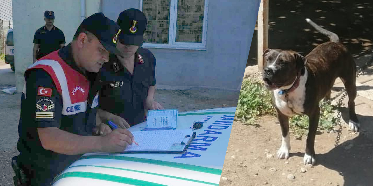 Antalya'da tasmasız ve ağızlıksız Pitbull gezisine 14 bin liraya TL ceza