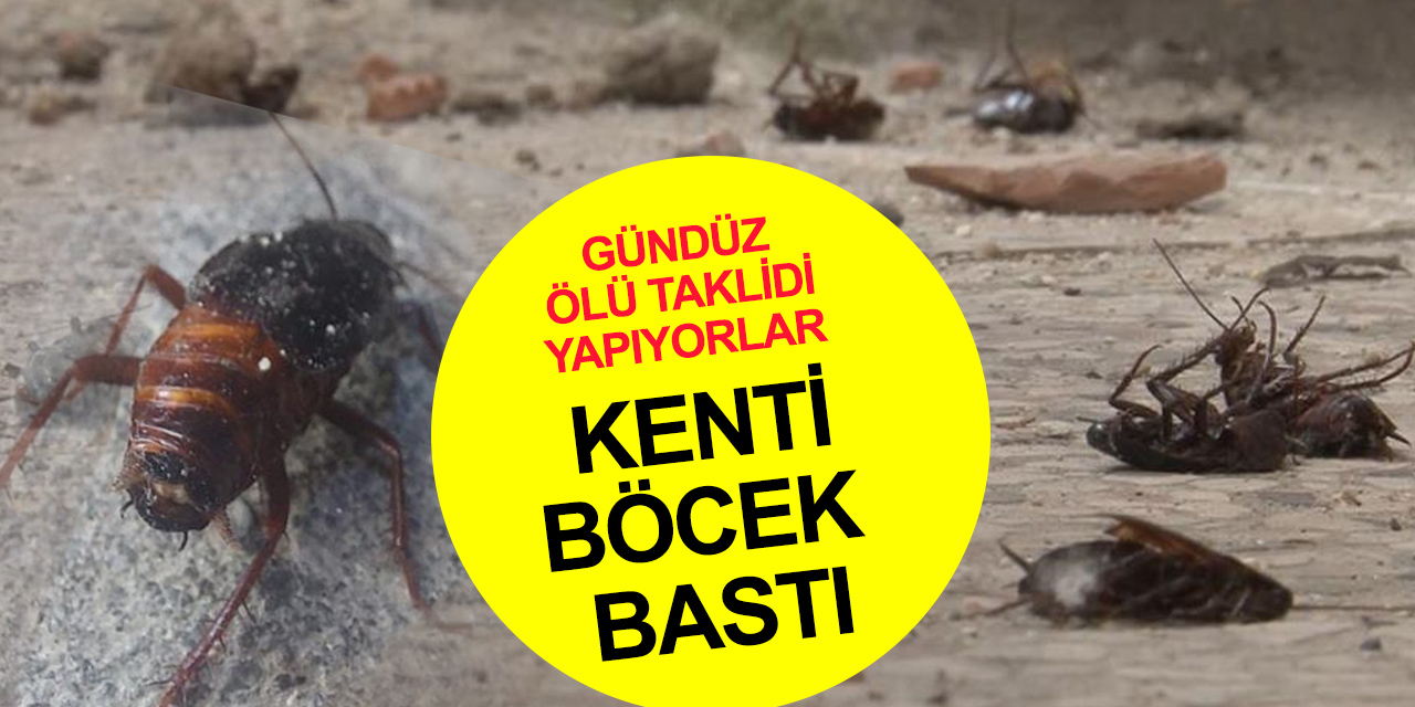 Şimdi de hamam böceği istilası! Gündüz ölüp gece ayaklanıyorlar