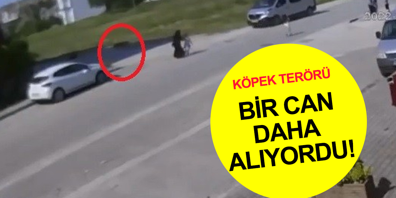 Başıboş köpek terörü bitmiyor! Küçük kız canından oluyordu