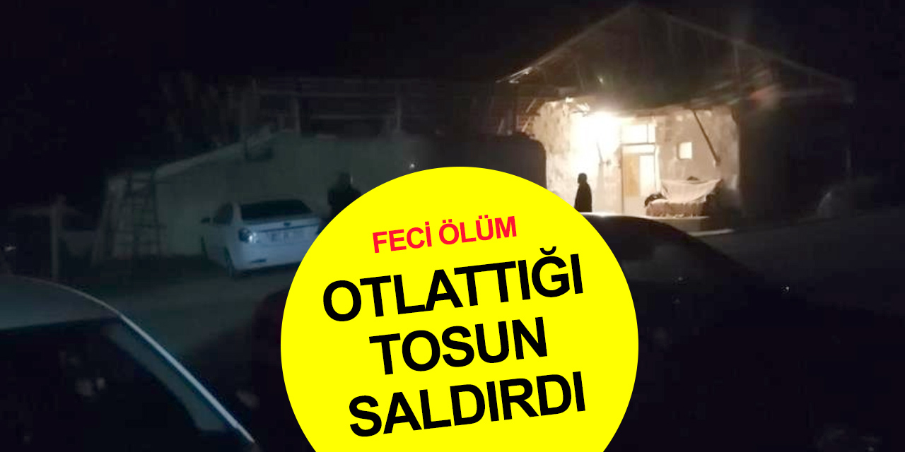 Malatya'da feci ölüm! Hayvan otlatmaya giden yaşlı adam kanlar içinde bulundu