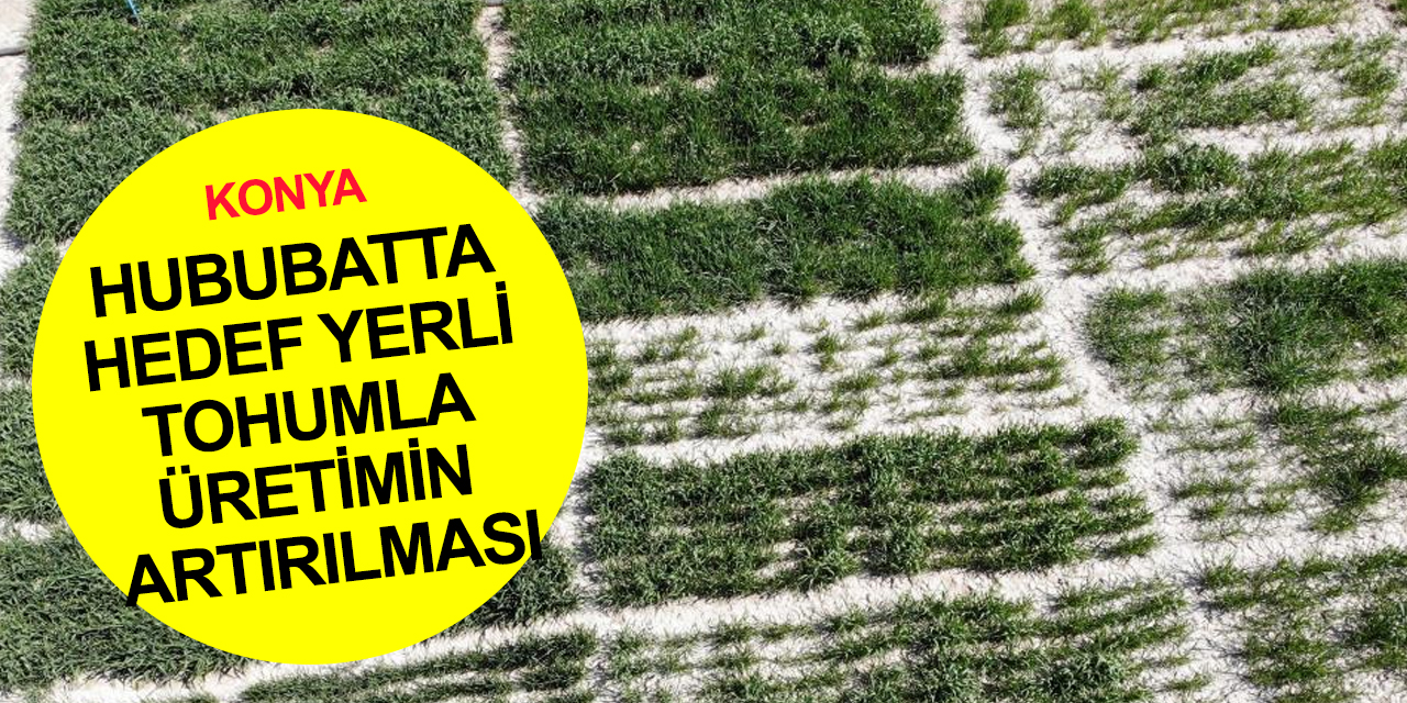 Konya Ovasında çiftçiler yerli tohumu tercih ediyor!