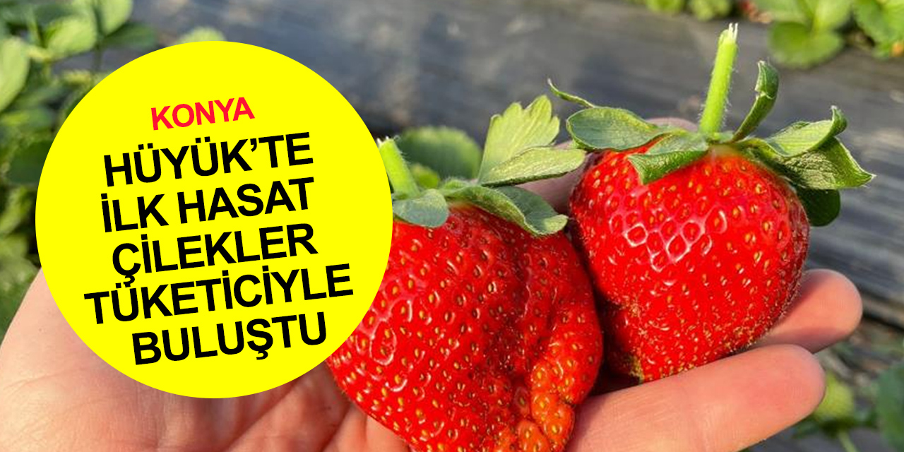 Konya'nın coğrafi işaretli Hüyük çileğinde ilk hasat sevinci!