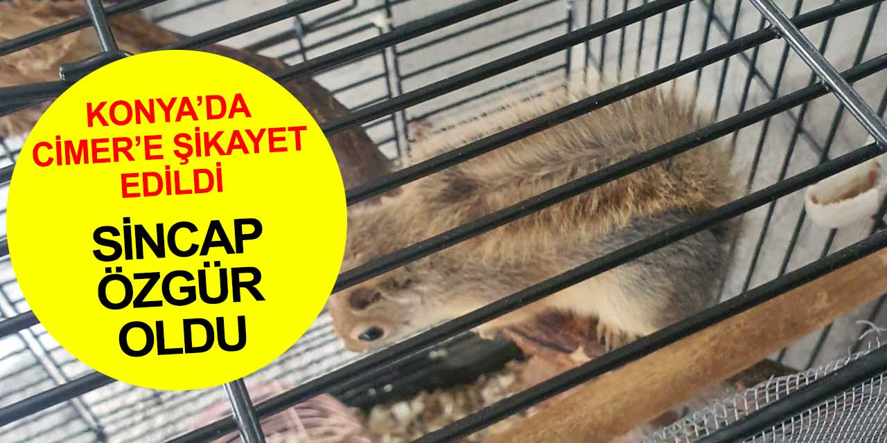 CİMER'e şikayet yapıldı Konya'da kafesteki sincap serbest kaldı