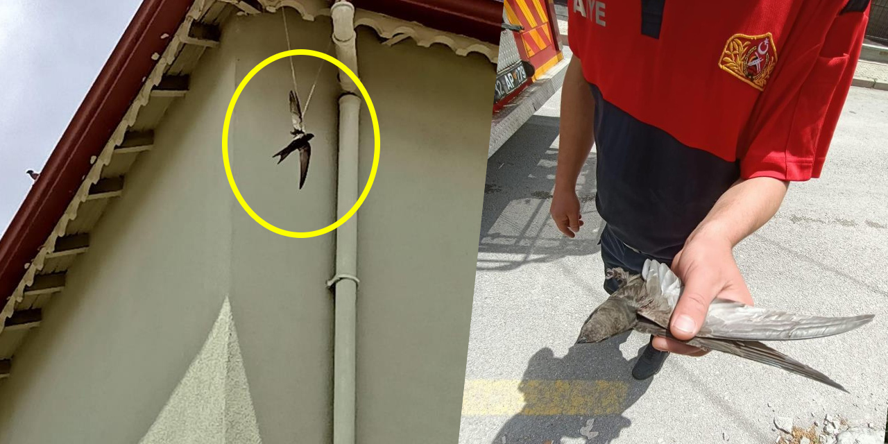 Isparta'da ebabil kuşu kurtarma operasyonu