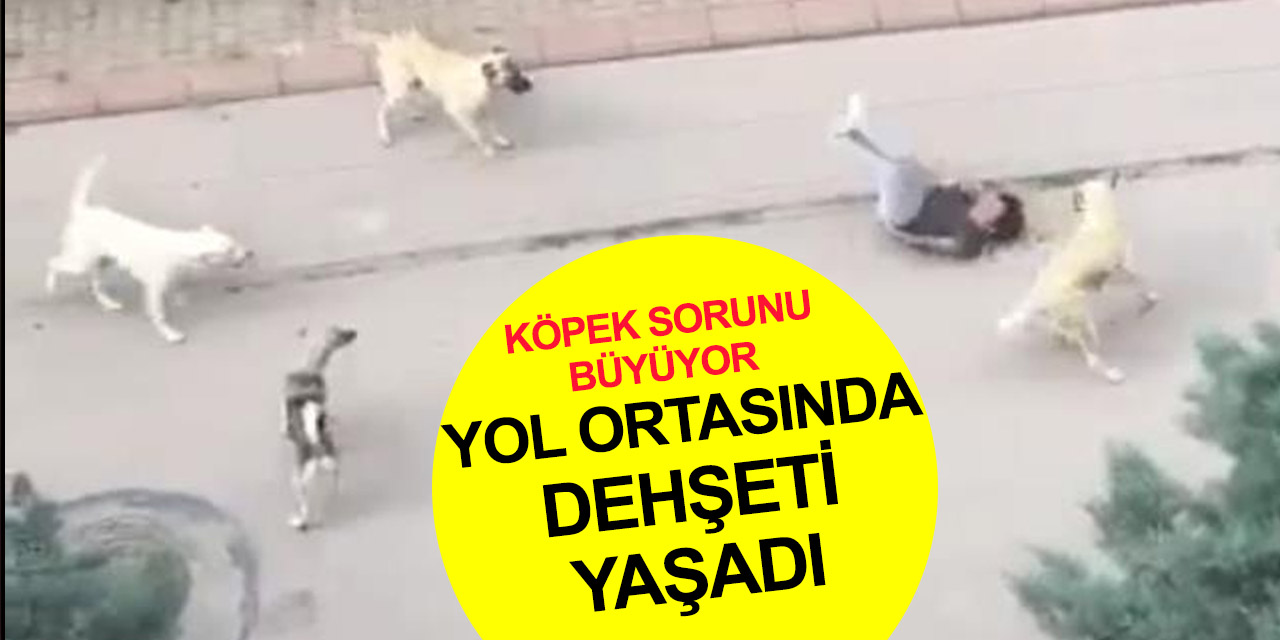 Başıboş köpek dehşeti bitmiyor! Ankara’da 6 köpek çocuğa saldırdı, o anlar kamerada