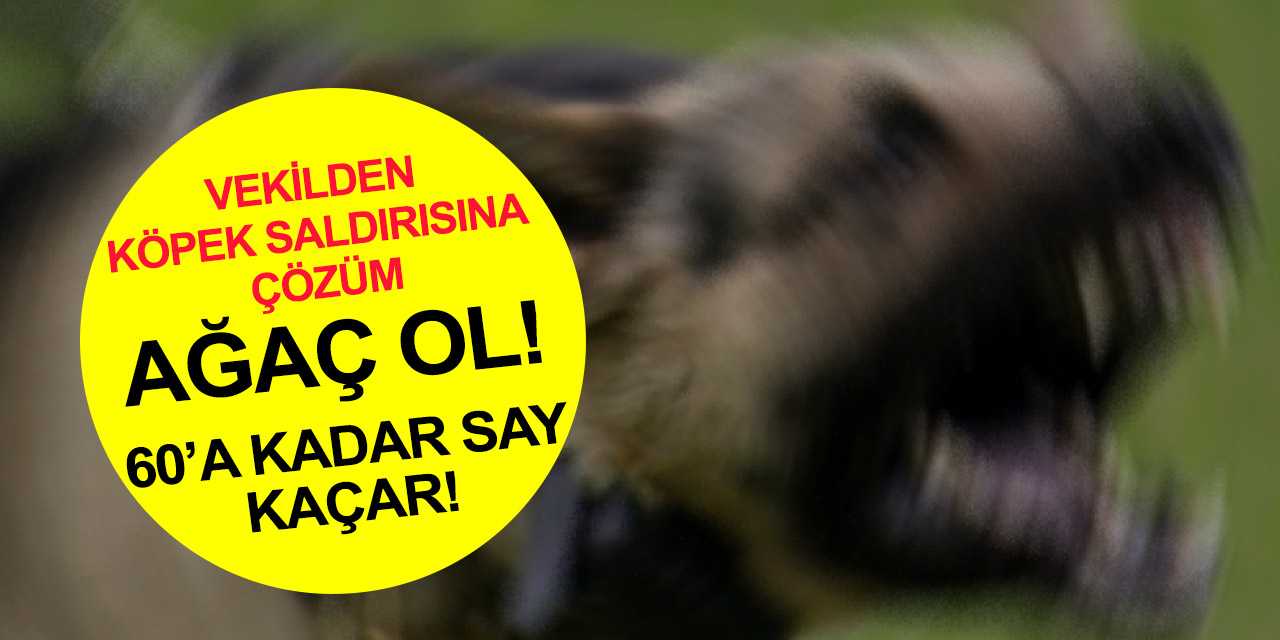 AK Partili vekilden köpek saldırılarına karşı ilginç çözüm önerisi! 'Ağaç ol, içinden saymaya başla..'