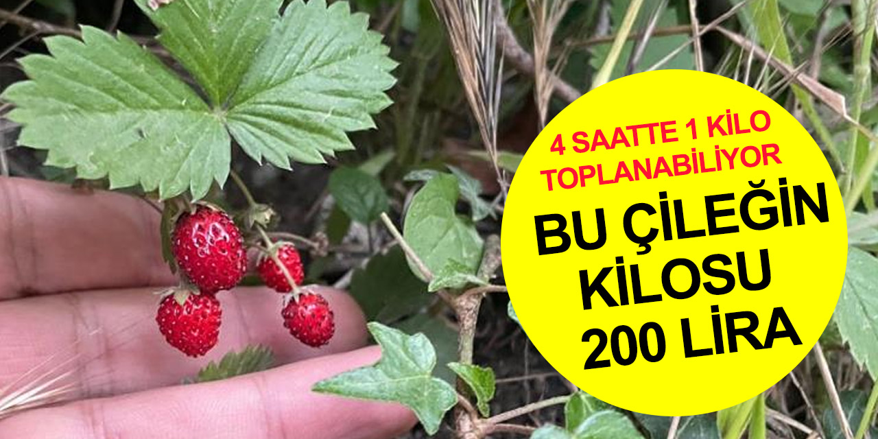 Kendiliğinden yetişiyor, bulan yerini söylemiyor! Zor toplanan bu çileğin kilosu 200 lira