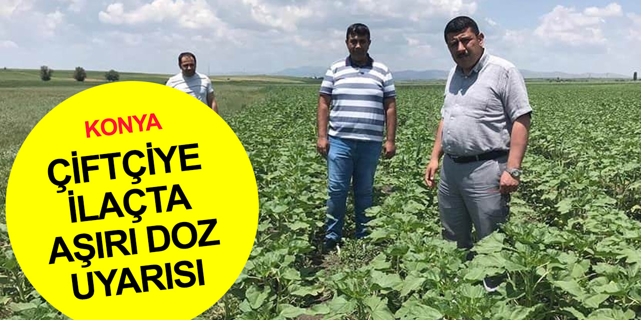 Konya'da çiftçilere yabancı ot ilaçlarında aşırı doz uyarısı! Ayçiçeği ve nohutta antraknoz ve kök çürüklüğü görüldü