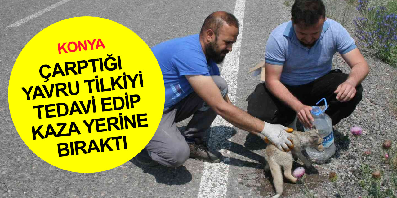 Konya'da yola fırlayan yavru tilki yaralandı! Vicdanlı sürücü önce acile sonra eve götürdü