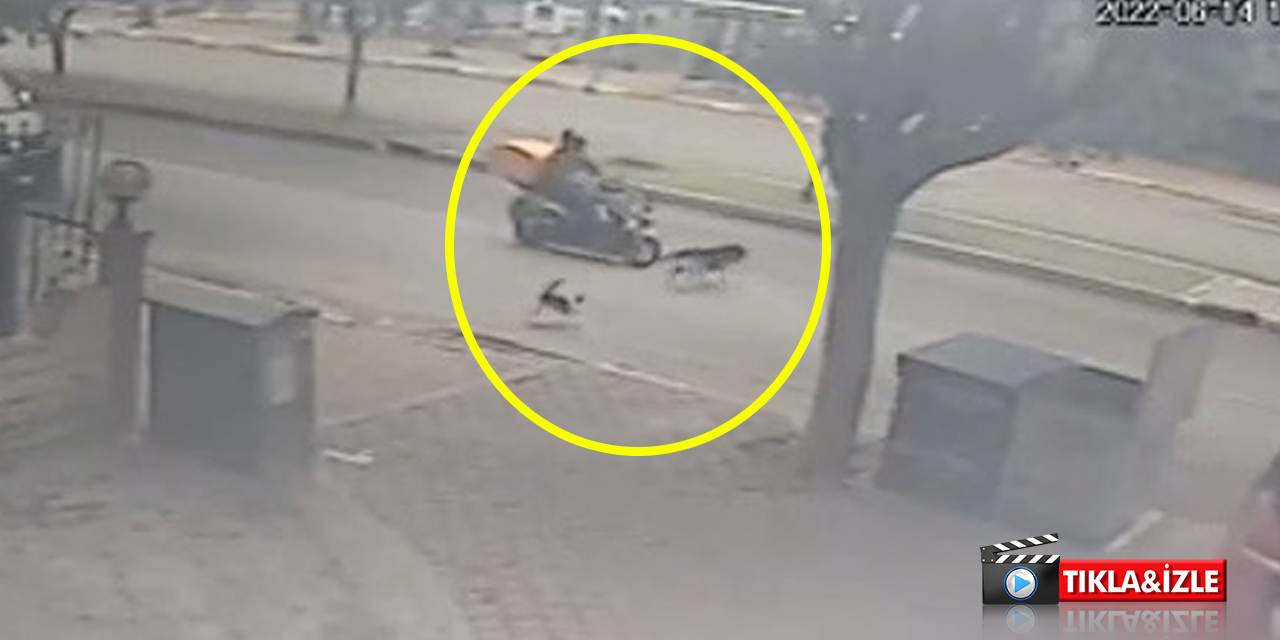 Dünya tersine döndü! Kedinin kovaladığı köpeğin başına gelmeyen kalmadı
