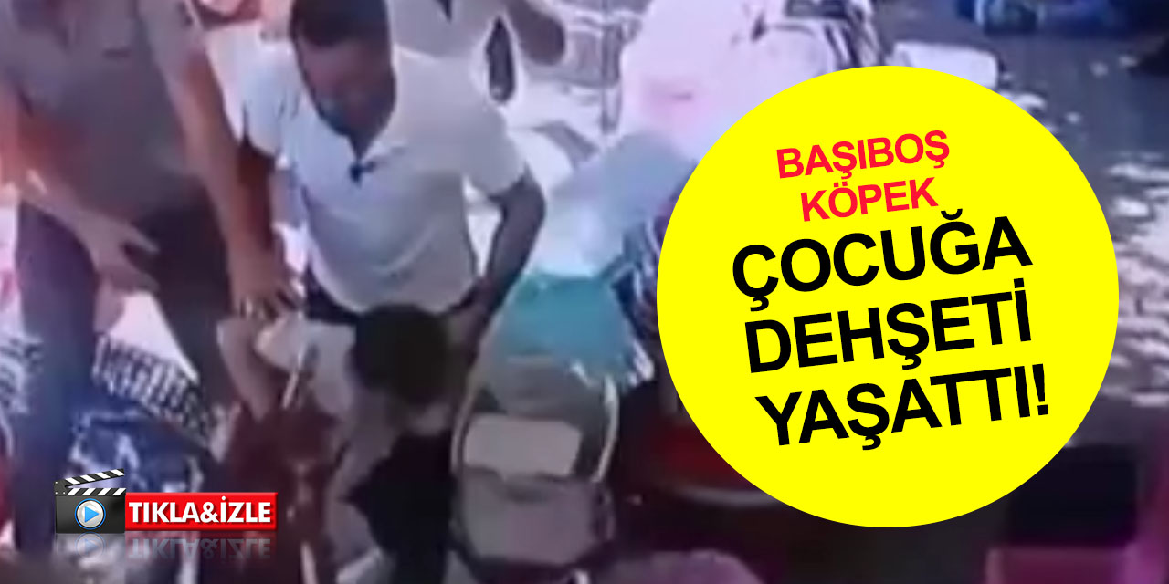 Başıboş köpek dehşeti bitmiyor! Saldırıya uğrayan çocuğu esnaf güçlükle kurtardı