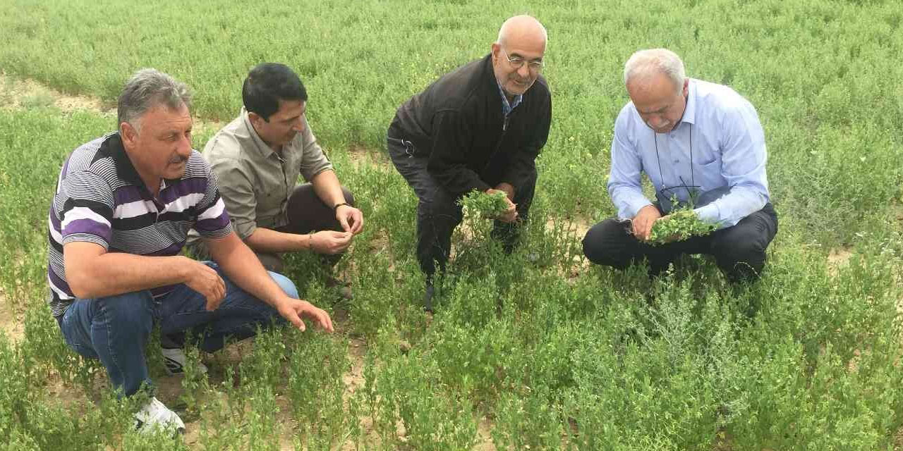 Konya'da yağmur yüz güldürdü! Kulu’da mercimek, nohut ve kimyonda rekolte yüksek