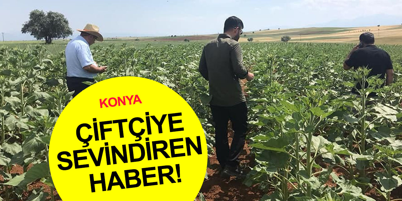 Konya'nın 2 ilçesinde kıraç alanda yüksek verim! Yağlık ayçiçeği ilk sırada ekilecek