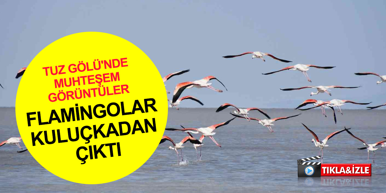 Tuz Gölü'nde büyük heyecan! Kuluçkadan çıkan binlerce yavru flamingo (allı turna) böyle görüntülendi
