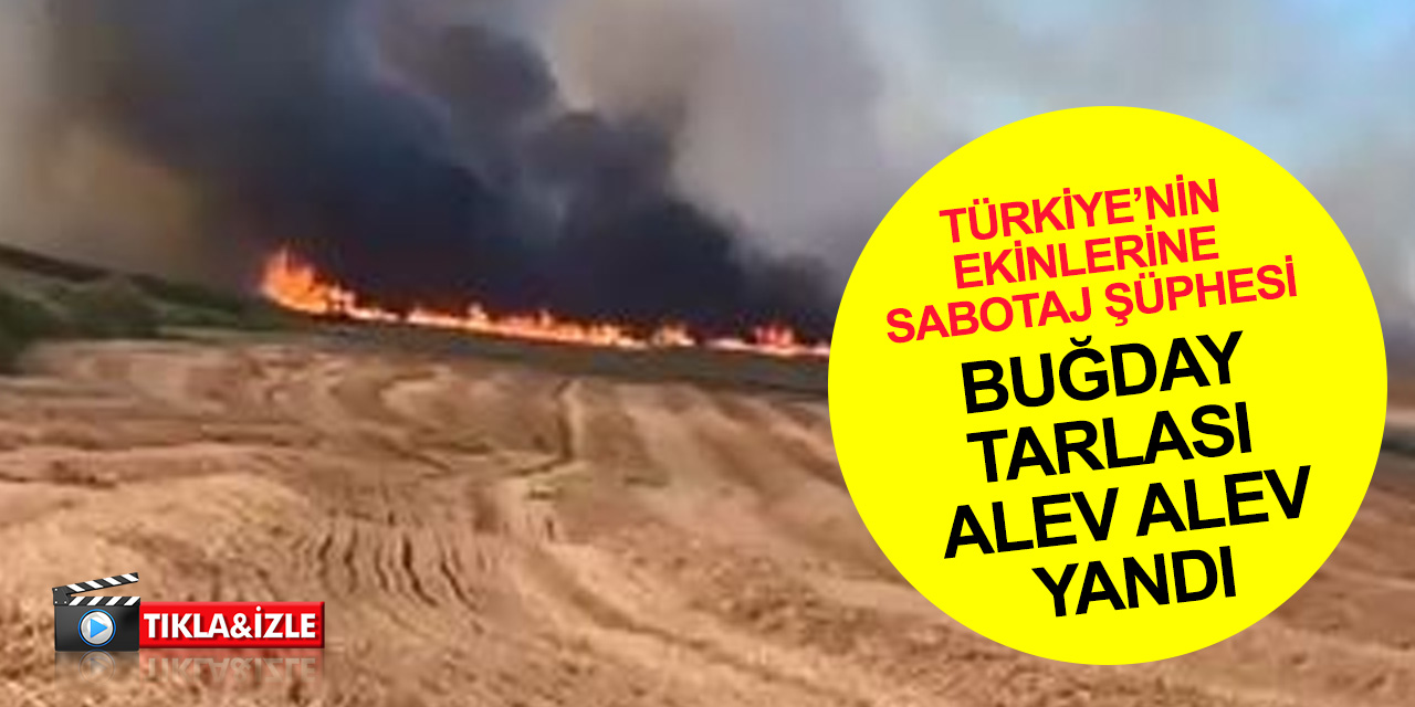 Önce ormanlar şimdi tarım alanları! Bin dönümlük buğday tarlası küle döndü