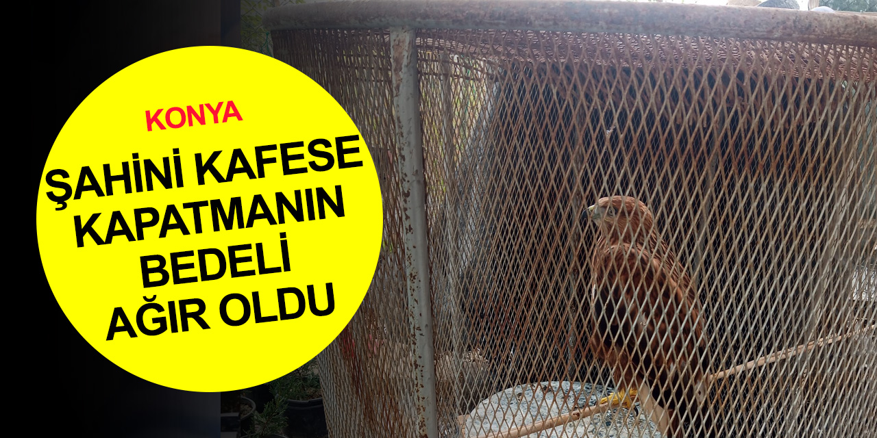 Konya polisinden şahin kafesi operasyonu! Cezası ağır oldu