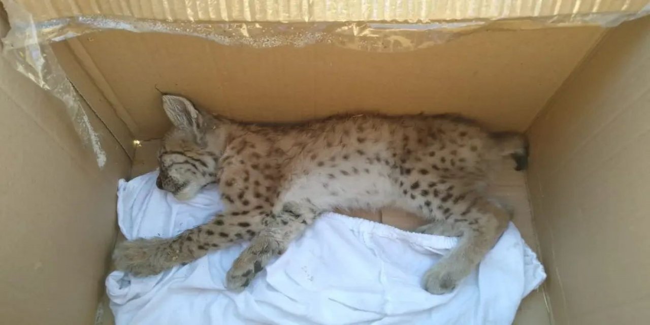 Konya'da yaralı 'vaşak' bulundu