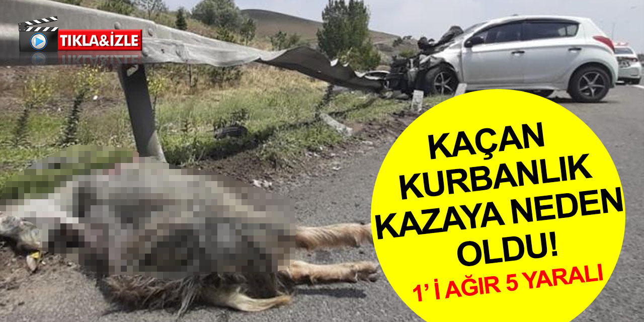 Kaçan kurbanlık trafiği birbirine kattı! 2'si çocuk 1’ i ağır 5 yaralı