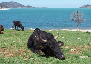 Kurucuova Beldesi'nde hayvancılık atağı