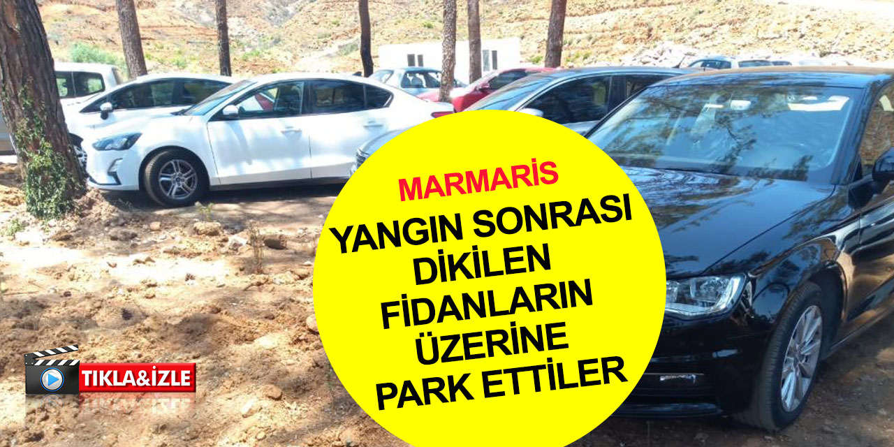 Tatiliniz batsın! Yangından sonra ormana dikilen fidanların üstüne yüzlerce araç park etti
